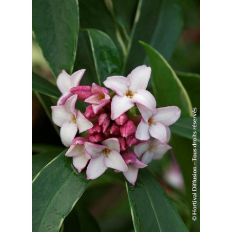 DAPHNE odora AUREOMARGINATA (Daphné odorante panachée)