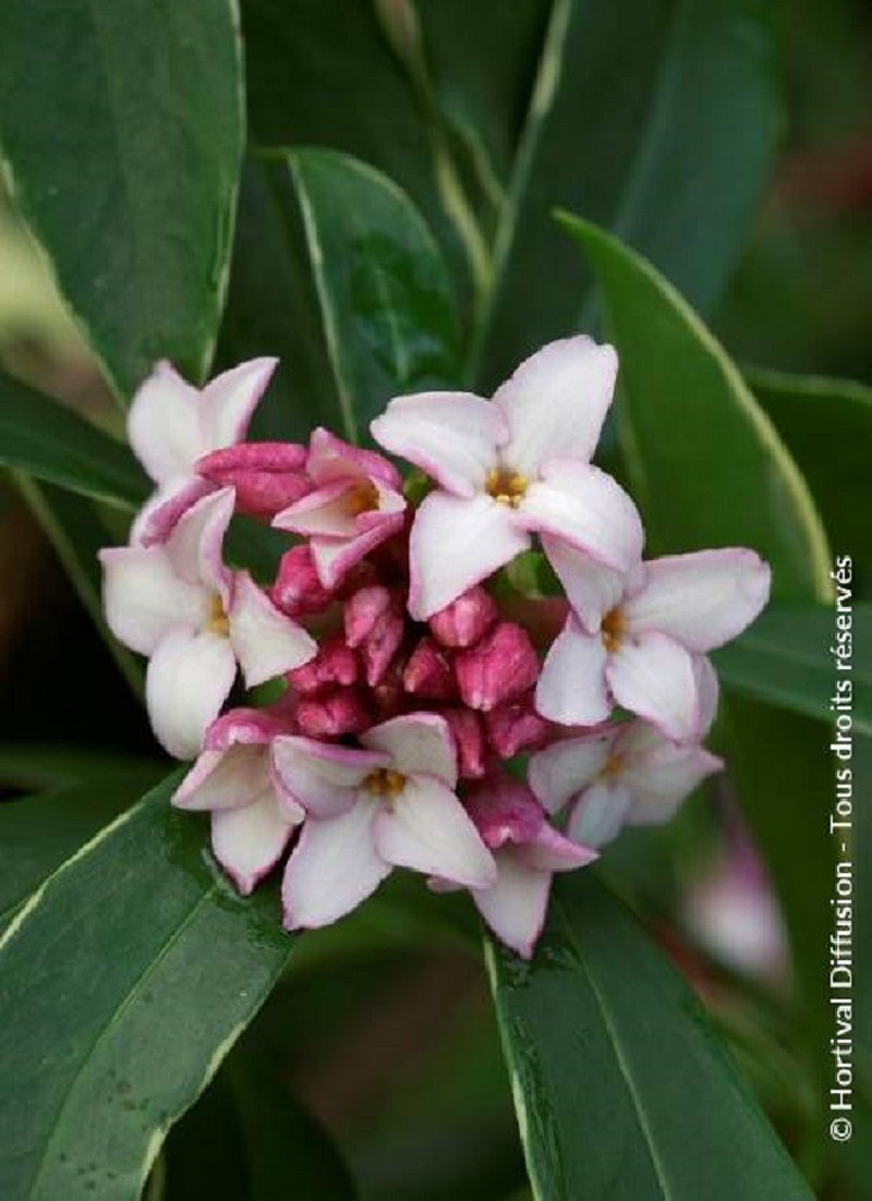 DAPHNE odora AUREOMARGINATA