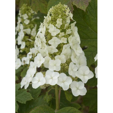 HYDRANGEA quercifolia RUBY SLIPPERS (Hortensia à feuilles de chêne)3