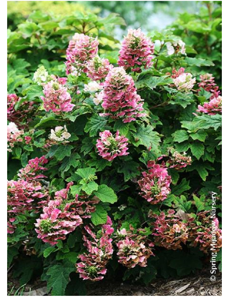 HYDRANGEA quercifolia RUBY SLIPPERS (Hortensia à feuilles de chêne)