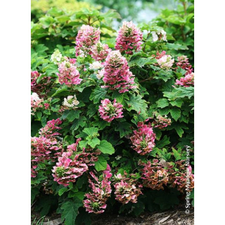 HYDRANGEA quercifolia RUBY SLIPPERS (Hortensia à feuilles de chêne)