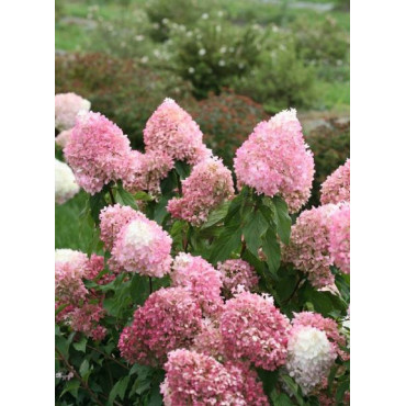 HYDRANGEA paniculata PW ® PINKACHU ® (Hortensia paniculé)1