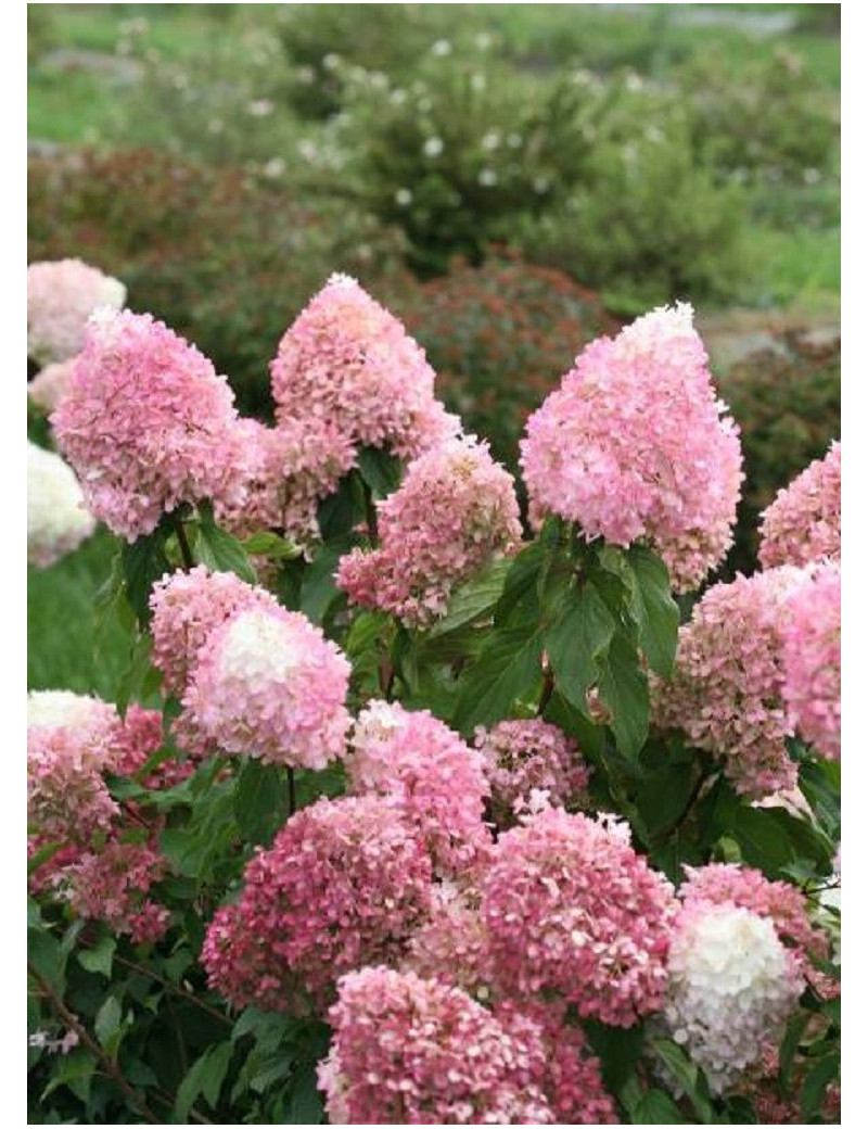 HYDRANGEA paniculata PW ® PINKACHU ® (Hortensia paniculé)1