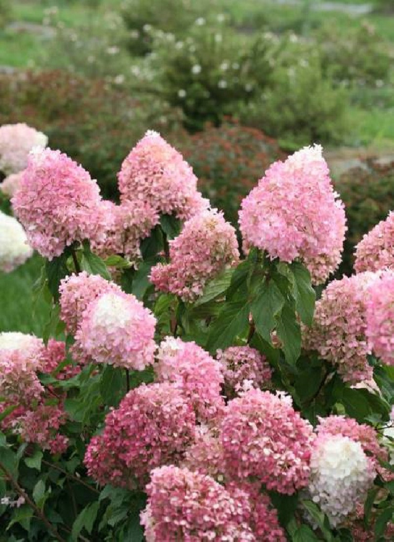 HYDRANGEA paniculata PINKACHU 