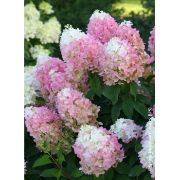 HYDRANGEA paniculata PW ® PINKACHU ® (Hortensia paniculé)