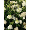 HYDRANGEA paniculata SKYFALL ® (Hortensia paniculé)1