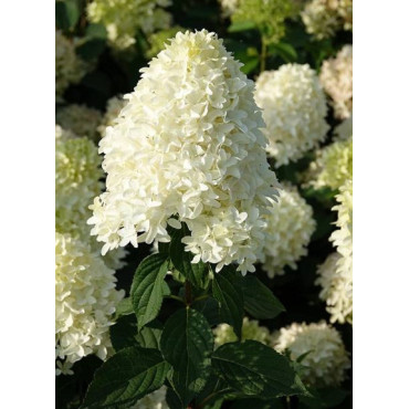 HYDRANGEA paniculata SKYFALL ® (Hortensia paniculé)