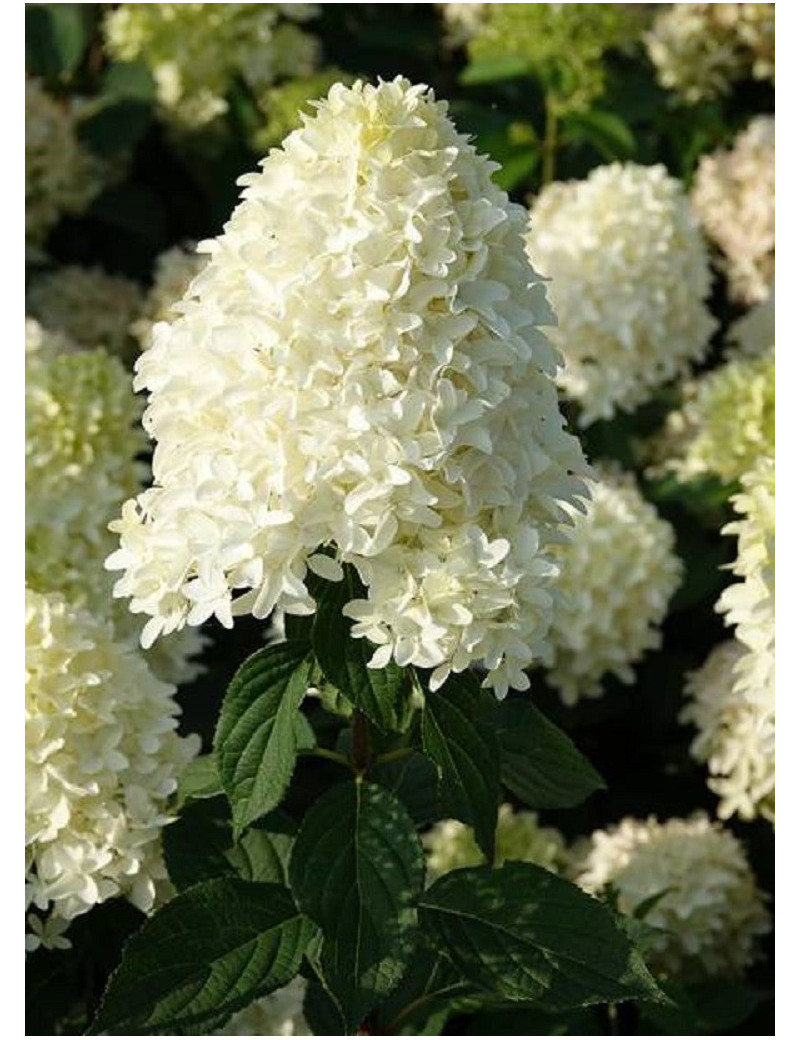 HYDRANGEA paniculata SKYFALL HYDRANGEA paniculata SKYFALL