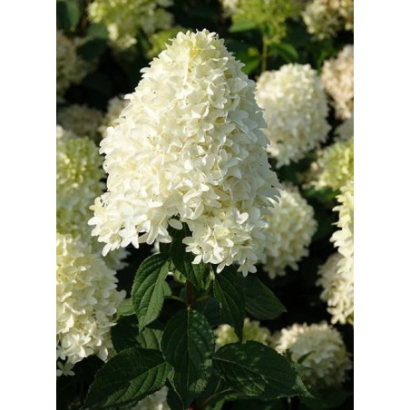 HYDRANGEA paniculata SKYFALL ® (Hortensia paniculé)