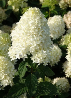 HYDRANGEA paniculata SKYFALL 