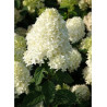 HYDRANGEA paniculata SKYFALL ® (Hortensia paniculé)