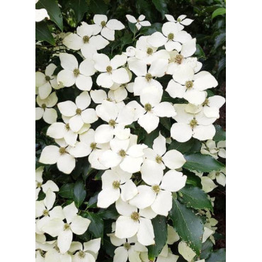 CORNUS kousa FLOWER TOWER ® (Cornouiller à fleurs)2