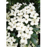 CORNUS kousa FLOWER TOWER ® (Cornouiller à fleurs)2