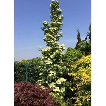 CORNUS kousa FLOWER TOWER ® (Cornouiller à fleurs)