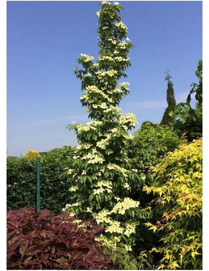 CORNUS kousa FLOWER TOWER ® (Cornouiller à fleurs)