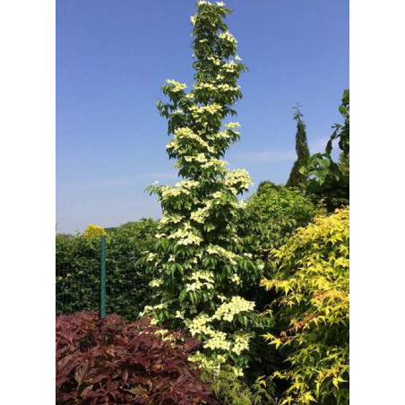 CORNUS kousa FLOWER TOWER ® (Cornouiller à fleurs)