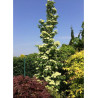 CORNUS kousa FLOWER TOWER ® (Cornouiller à fleurs)