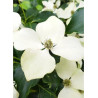 CORNUS kousa FLOWER TOWER ® (Cornouiller à fleurs)1