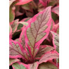 CORNUS alba MIRACLE ® (Cornouiller blanc MIRACLE ®)2