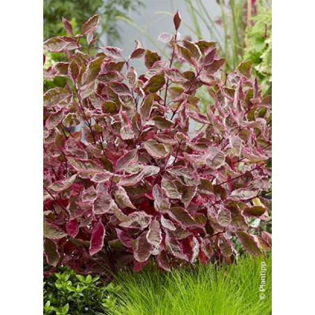 CORNUS alba MIRACLE ® (Cornouiller blanc MIRACLE ®)