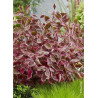 CORNUS alba MIRACLE ® (Cornouiller blanc MIRACLE ®)