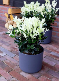 EUONYMUS japonicus EXTRAVAGANZA