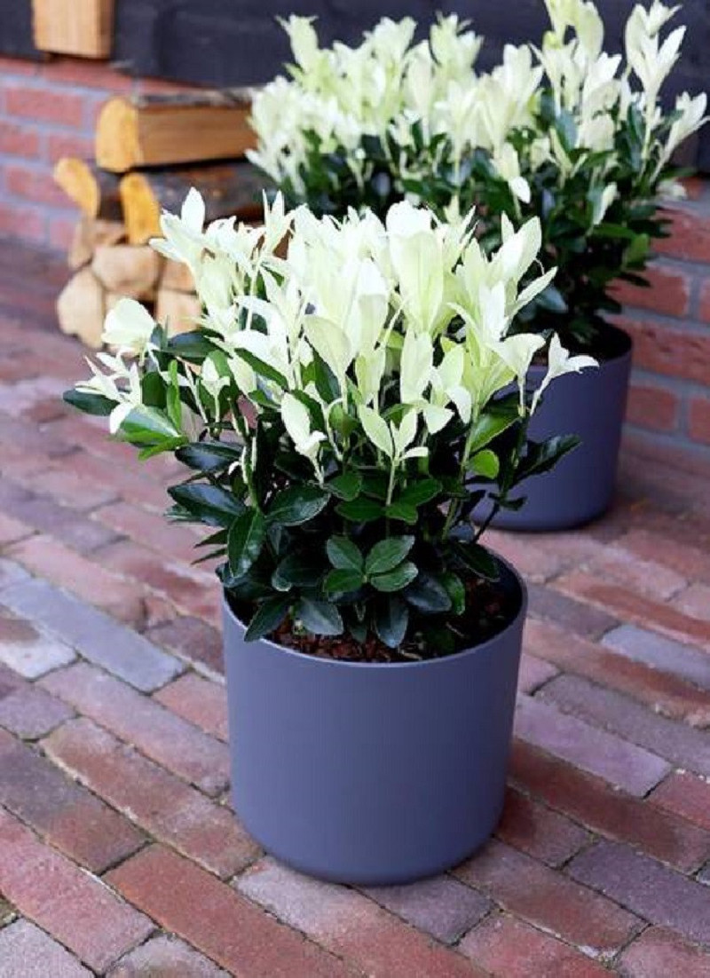 EUONYMUS japonicus EXTRAVAGANZA