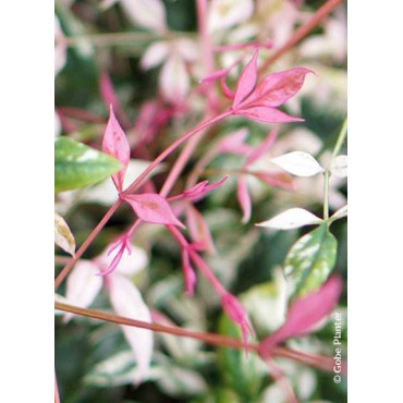 NANDINA domestica TWILIGHT (Bambou sacré)1