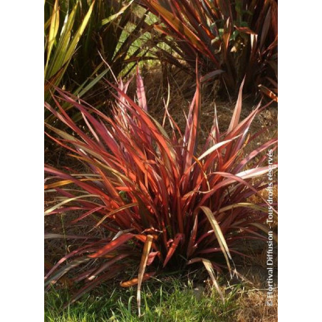 PHORMIUM RAINBOW MAIDEN (Lin de Nouvelle-Zélande)