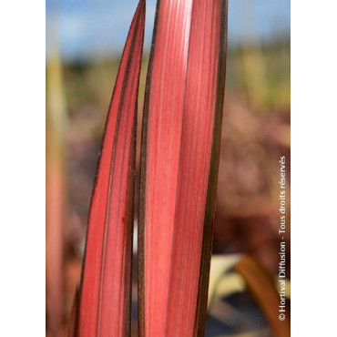 PHORMIUM RAINBOW MAIDEN (Lin de Nouvelle-Zélande)