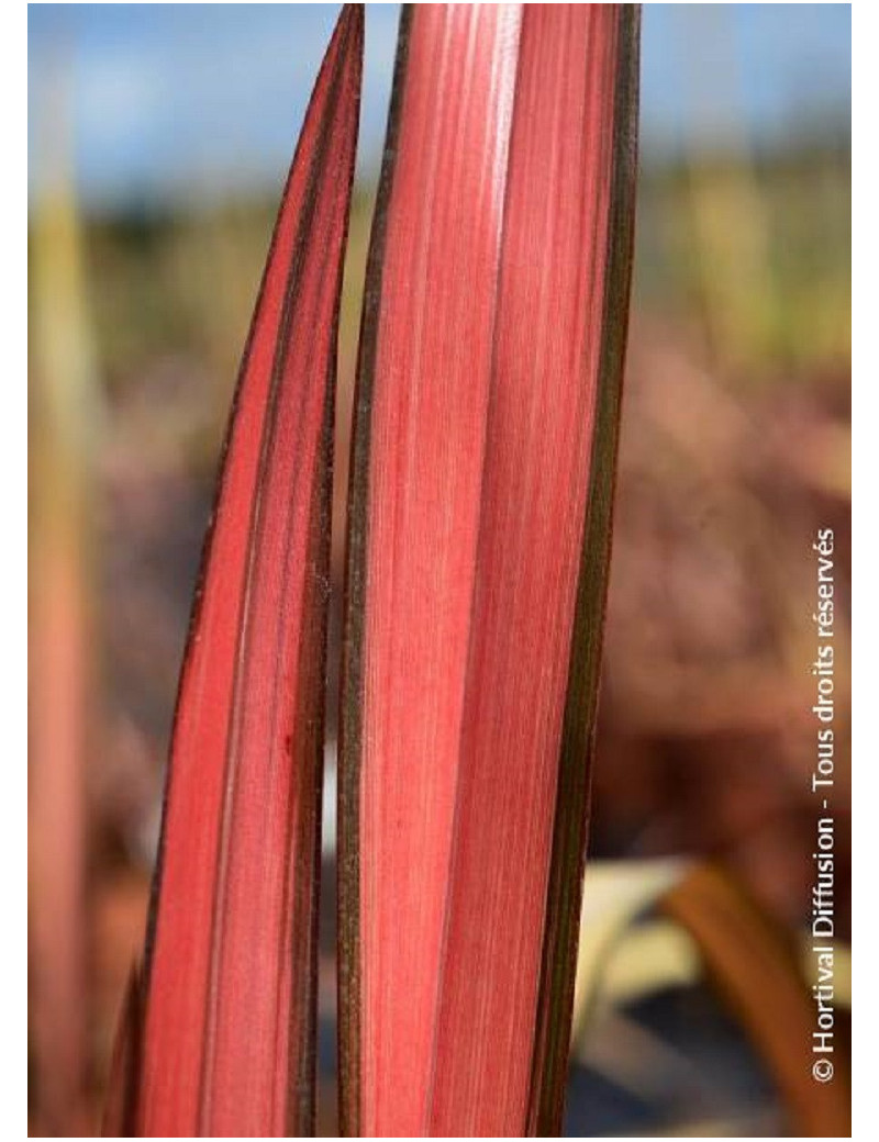 PHORMIUM RAINBOW MAIDEN (Lin de Nouvelle-Zélande)