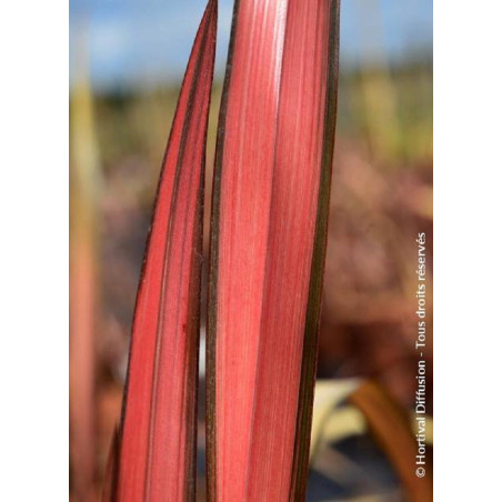 PHORMIUM RAINBOW MAIDEN (Lin de Nouvelle-Zélande)