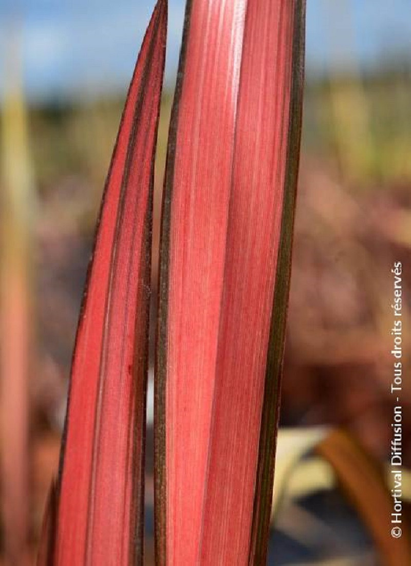 PHORMIUM RAINBOW MAIDEN