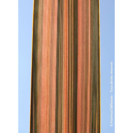 PHORMIUM PINK PANTHER (Lin de Nouvelle-Zélande)2