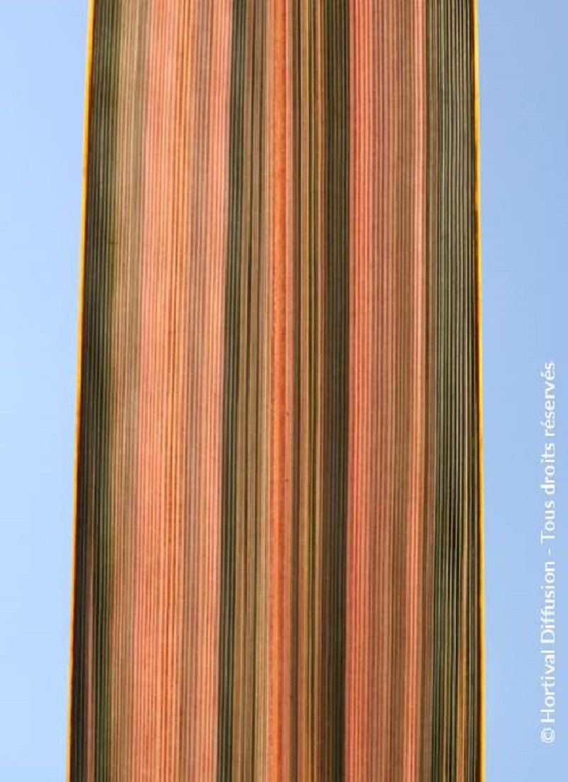 PHORMIUM PINK PANTHER