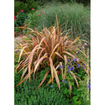 PHORMIUM PINK PANTHER (Lin de Nouvelle-Zélande)