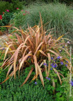 PHORMIUM PINK PANTHER