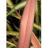 PHORMIUM PINK PANTHER (Lin de Nouvelle-Zélande)1