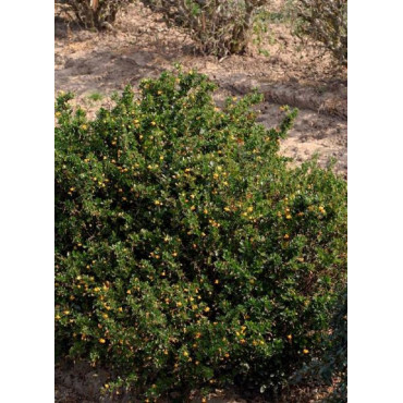 BERBERIS buxifolia NANA (Épine vinette) 