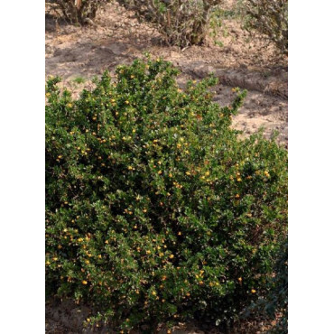 BERBERIS buxifolia NANA