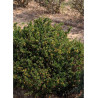 BERBERIS buxifolia NANA