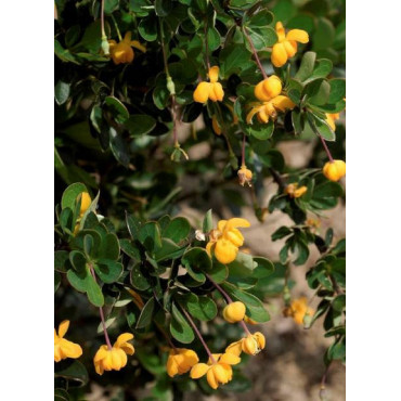 BERBERIS buxifolia NANA (Épine vinette) 