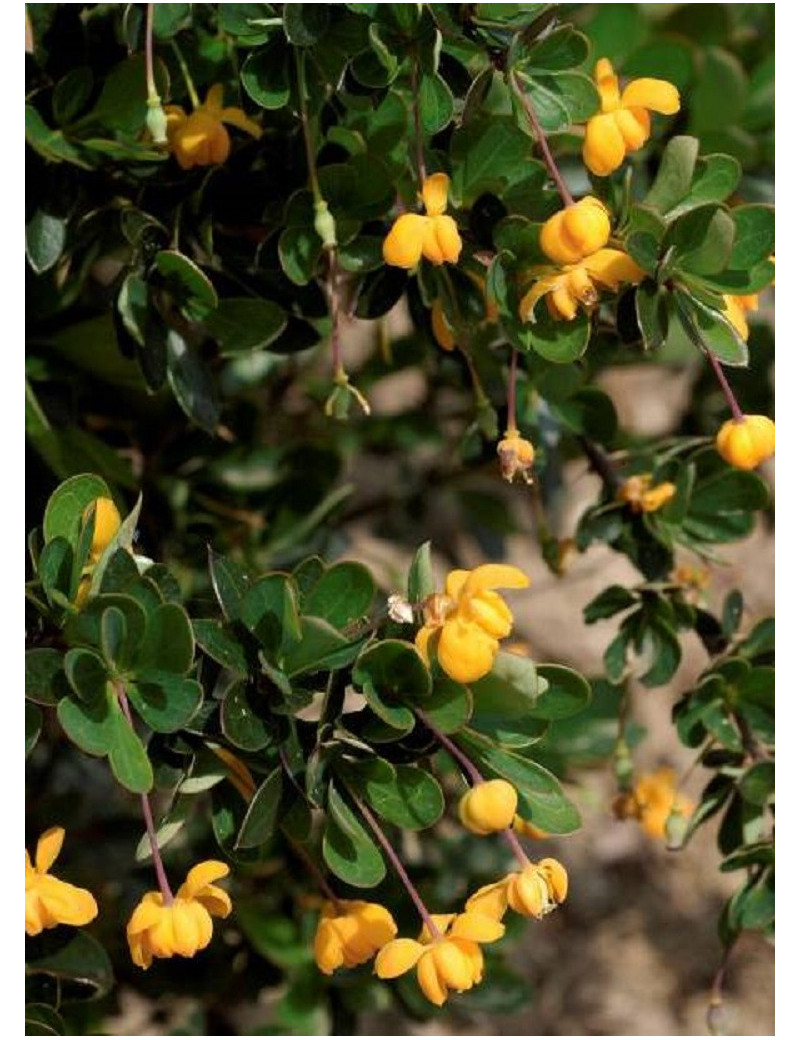 BERBERIS buxifolia NANA (Épine vinette)