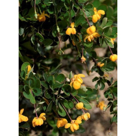 BERBERIS buxifolia NANA (Épine vinette)