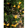 BERBERIS buxifolia NANA (Épine vinette)