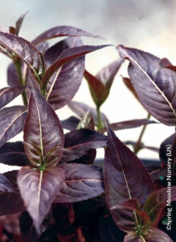 DIERVILLA rivularis KODIAK BLACK