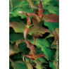 DIERVILLA splendens PW ® KODIAK ® RED (Diervilla)2