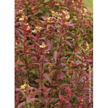 DIERVILLA splendens PW ® KODIAK ® RED (Diervilla)