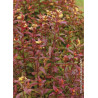 DIERVILLA splendens PW ® KODIAK ® RED (Diervilla)