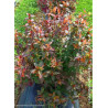 DIERVILLA splendens PW ® KODIAK ® RED (Diervilla)1